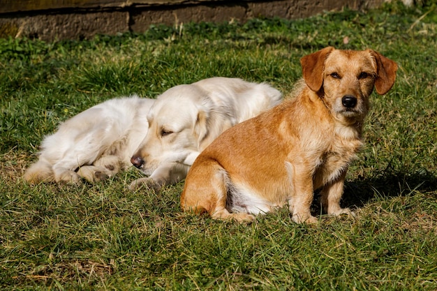 Dog and puppy action laying and standing A pet and mammal animal Short and long hair dogs