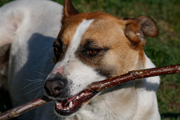 Dog and puppy action laying and standing A pet and mammal animal Short and long hair dogs