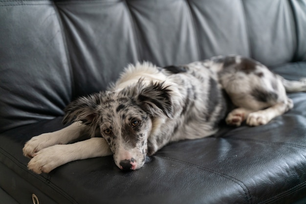 Dog Puppy Border Collie Merle