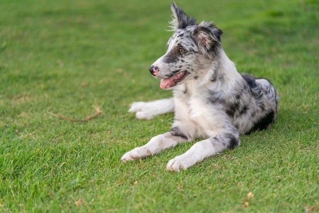 Dog Puppy Border Collie Merle