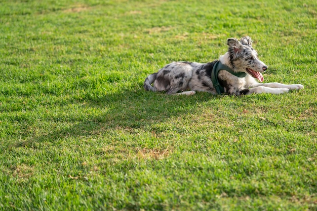 Dog Puppy Border Collie Merle