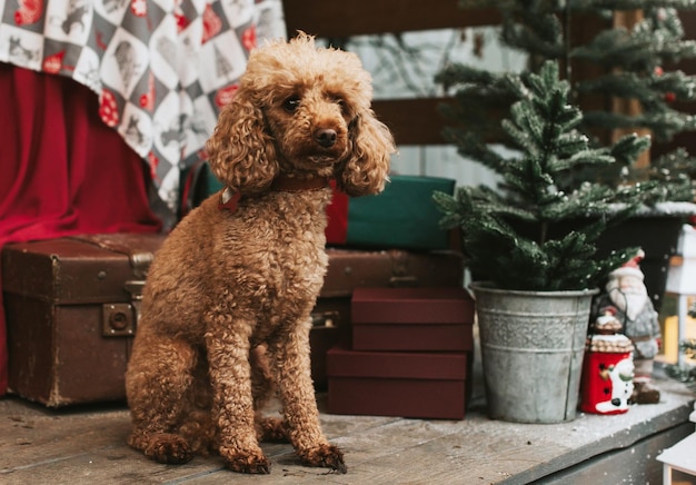 Dog red poodle sitting on the porch of a house decorated for Christmas backyard porch of the rural house decorated for Christmas winter still life