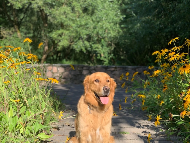 dog retriever sits between flowerbeds of yellow flowers in the sun and smiles among the greenery