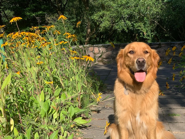 dog retriever sits between flowerbeds of yellow flowers in the sun and smiles among the greenery