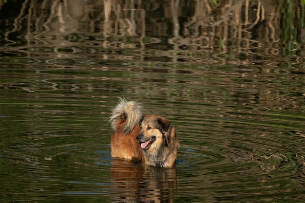 A dog in the river