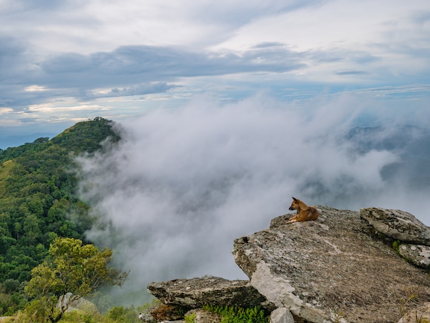 Dog on the rocky cliff with Foggy or mist Between the mountain on Khao Luang mountain in Ramkhamhaeng National Park,Sukhothai province Thailand