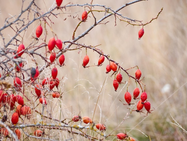 Dog rose on a branch