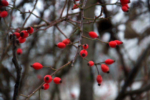 Dog rose fruits Rosa canina in a forest of the Carpathian mountains. Ukraine