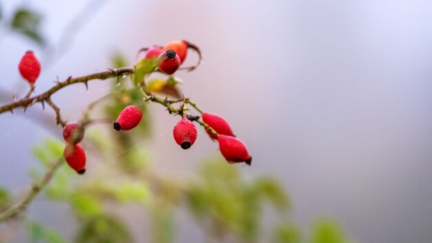 Dog rose fruits (Rosa canina) in nature. Red rose hips on bushes