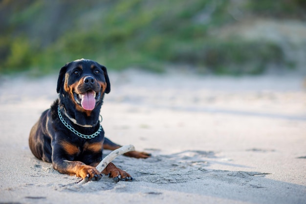 Dog of Rottweiler breed lies on sand and plays with stick near Black Sea