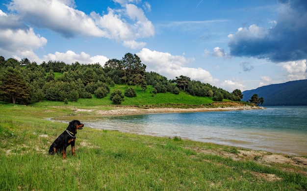 Dog of Rottweiler breed sits on meadow near lake against backdrop of hills covered with spruce forests and a cloudy sky