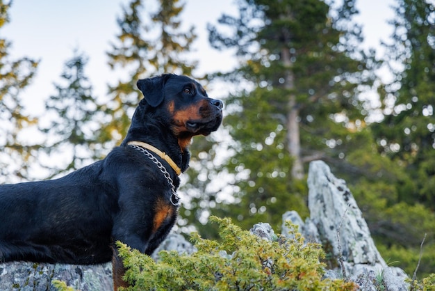 Dog of Rottweiler breed stands on ledge of mountain with vegetation and forest against backdrop of sky