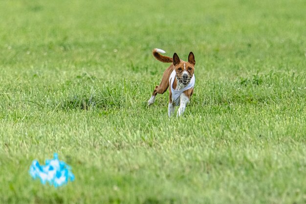 Dog running fast on green field at lure coursing competition