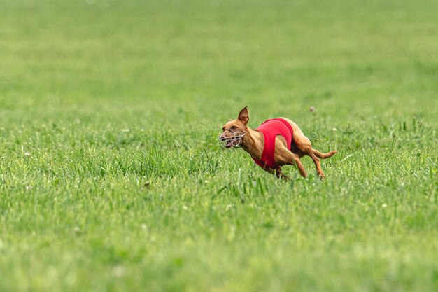 Photo dog running fast on green field at lure coursing competition