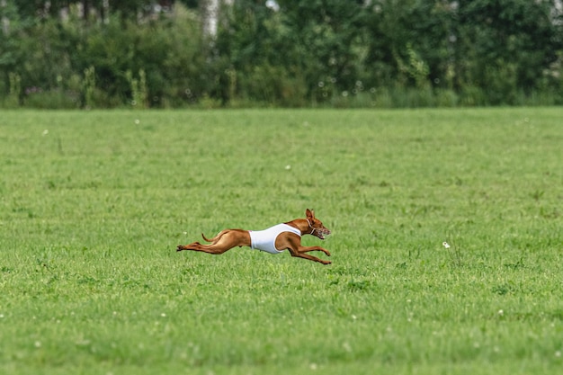 Photo dog running fast on green field at lure coursing competition