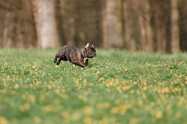 A dog running in a field with yellow flowers