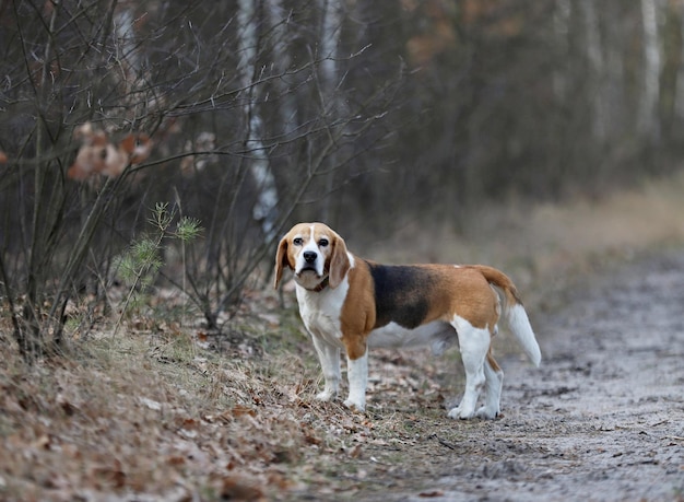 Photo dog running in the ground