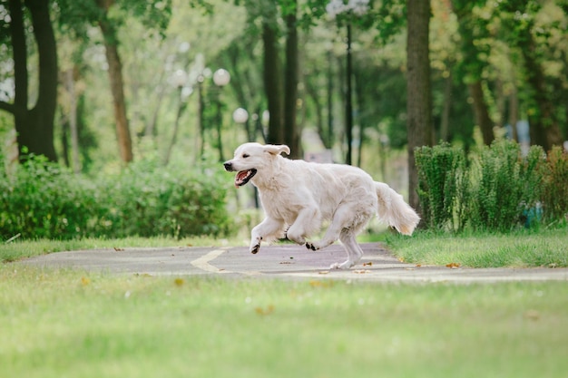 A dog running in a park with a green grass field in the background.