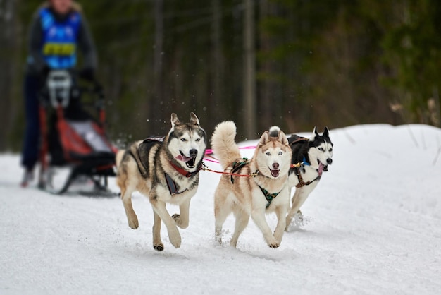 Photo dog running in snow