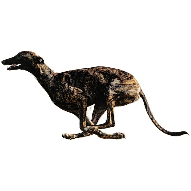 Dog running straight on camera isolated on white background at full speed on competition