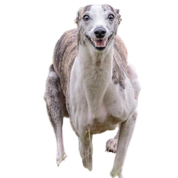 Dog running straight on camera isolated on white background at full speed on competition