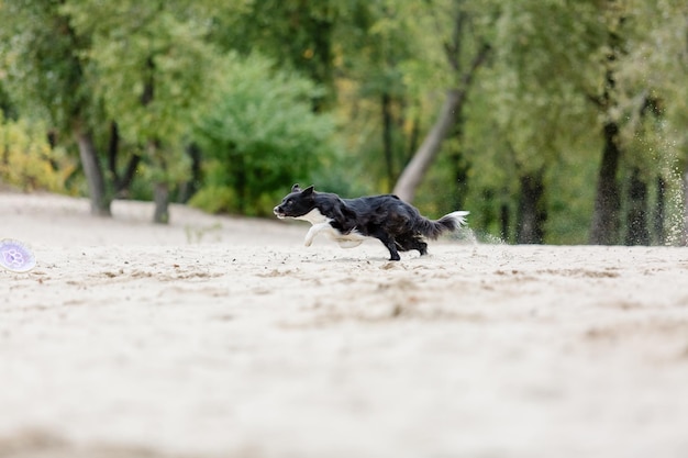 A dog runs on the sand in a park.