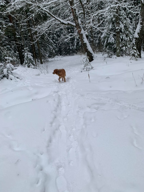 The dog runs through the snowy forest