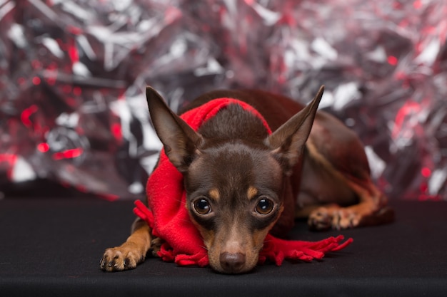 Dog Russian Toy Terrier. holiday Christmas.