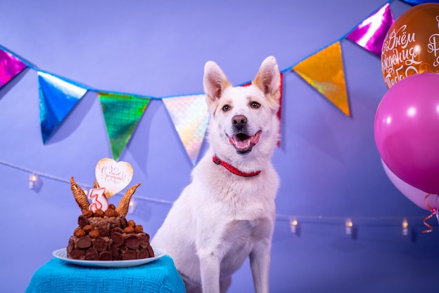 Dog's birthday, balloons, flags, cake. Festive atmosphere.