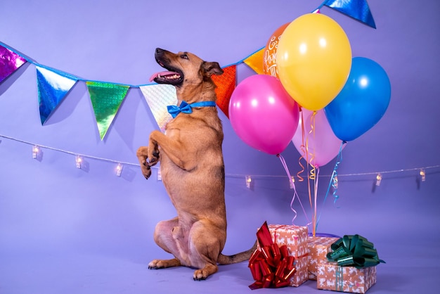 Dog's birthday, balloons, flags, cake. Festive atmosphere.