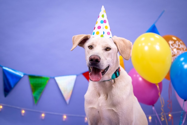 Dog's birthday, balloons, flags, cake. Festive atmosphere.