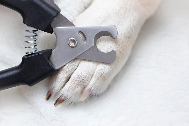 Dog's Paw, Nail Clipping, Pet care