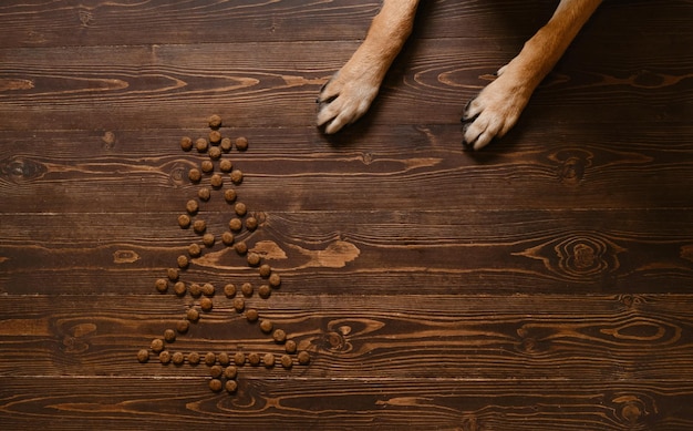 Dog's red paws lying on wooden floor next to dry food laid out in shape of Christmas tree