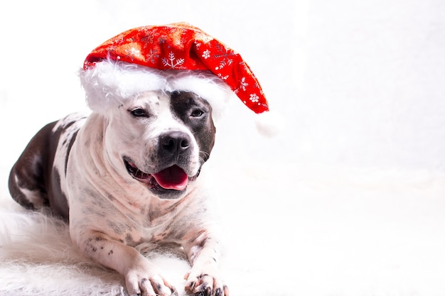 A dog in a Santa Claus hat. New Year's card