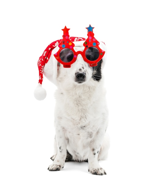 Dog in Santa Claus hat and New Year's glasses