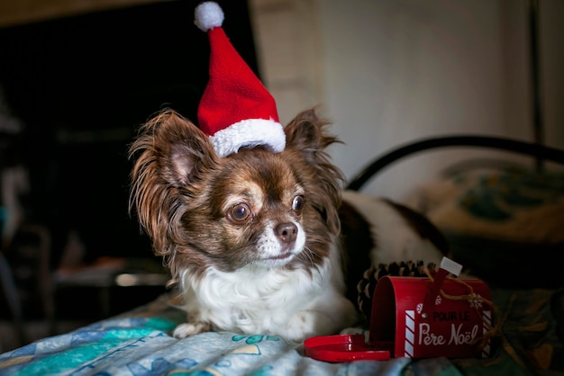 Dog in santa red hat dreamily waiting for gifts near decorative mail box on christmas eve banner