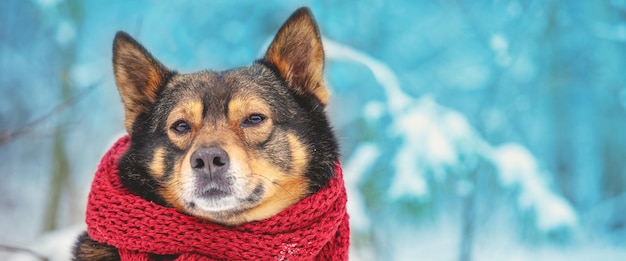 A dog in a scarf sits in front of a pine winter forest