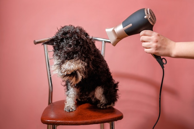 Dog schnauzer on pink background and hair dryer in female hand, dog is afraid to dry wool