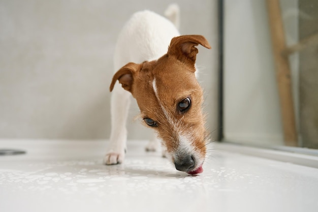 Dog in shower stall Washing pet in bathroom