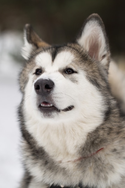 Dog Siberian husky in the winter in the woods.