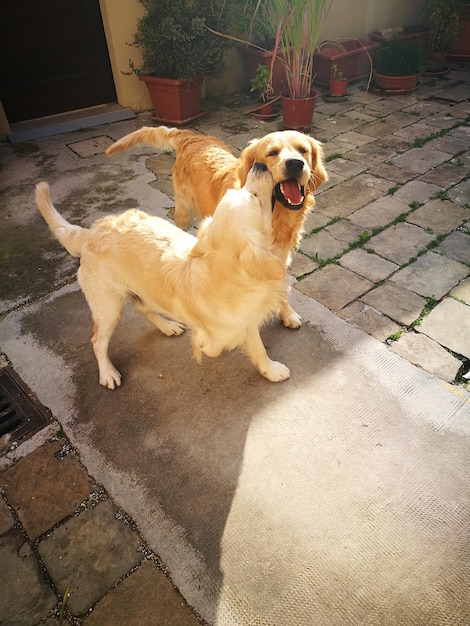 Photo dog on sidewalk