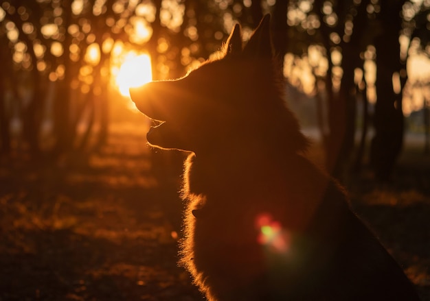 Dog silhouette at beautiful golden sunset