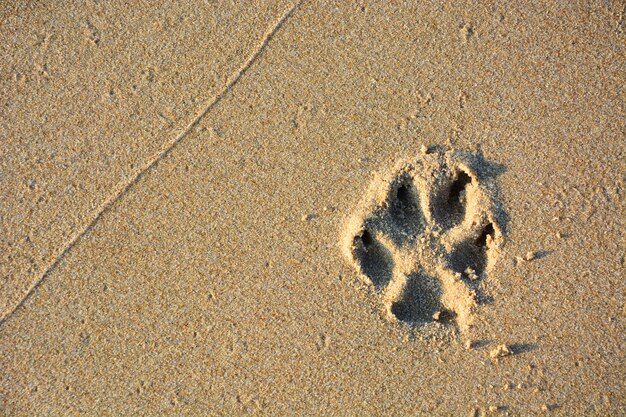 Photo dog single paw print on beach sand, copy space