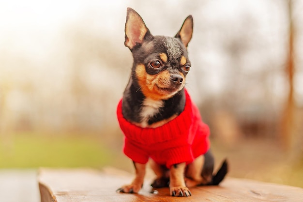 The dog sits on the background of nature Chihuahua wearing a red sweater