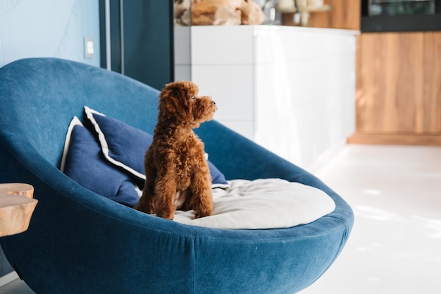 A dog sits in a blue chair in front of a white cabinet.