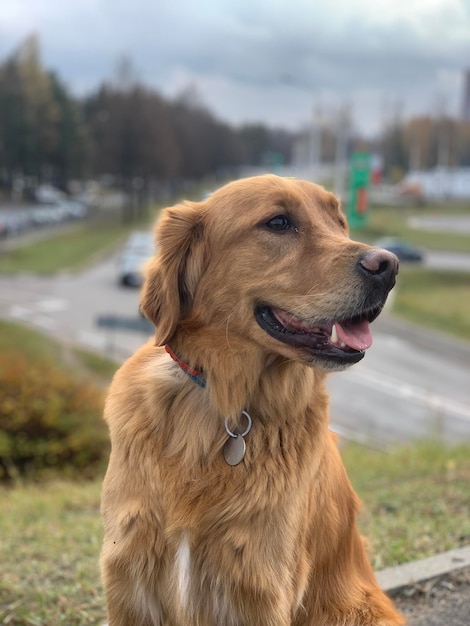 The dog sits on the bridge and smiles Golden color cars drive in the background