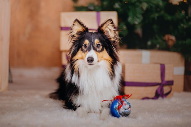 A dog sits next to a christmas tree with a christmas ball in front of it