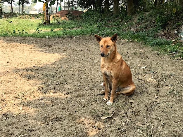 A dog sits in the dirt in front of a tree.