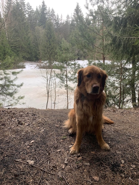 The dog sits on a frozen forest lake