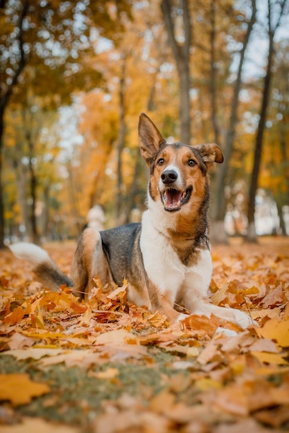 A dog sits in the leaves of autumn